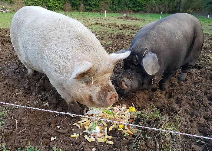 Guest house Stoops 3*